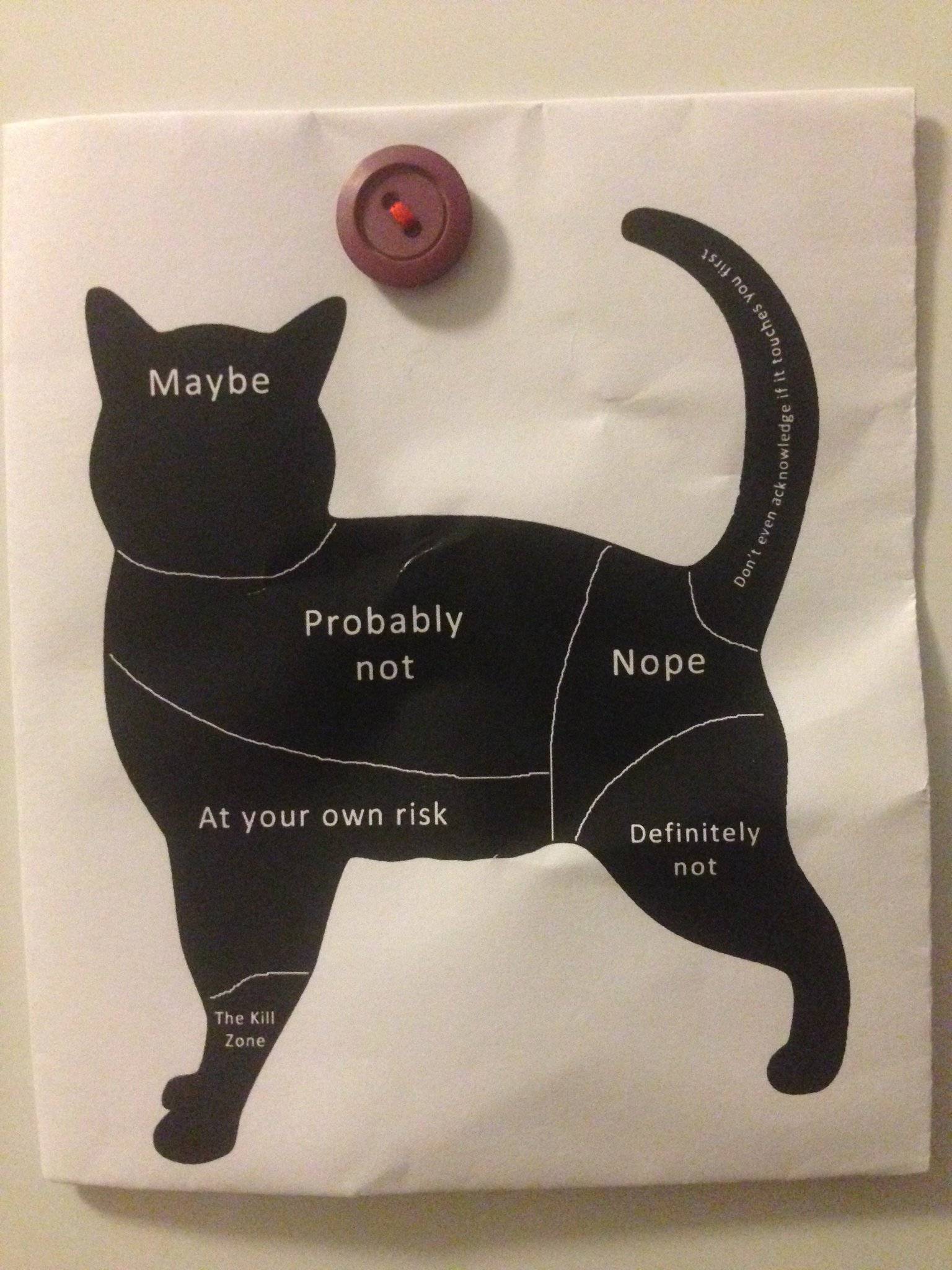 Инструкция: как гладить кошку, чтобы ей понравилось - статьи