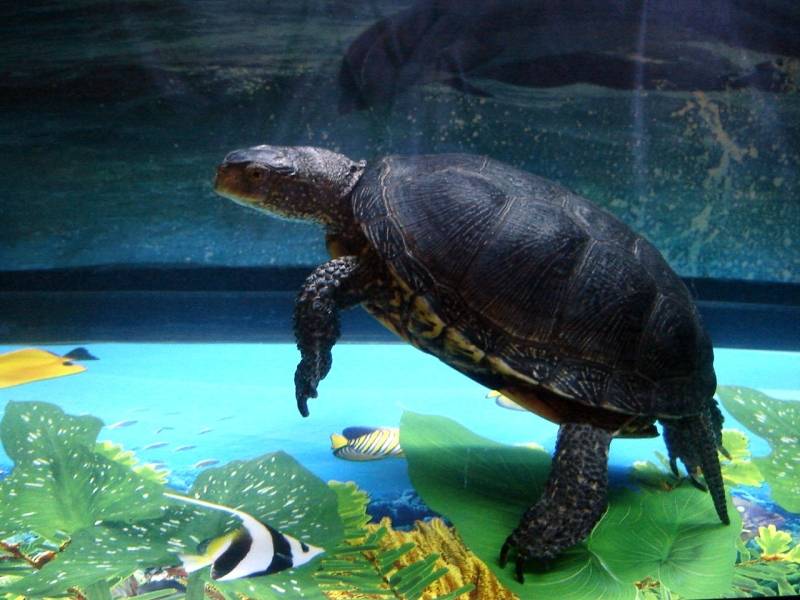 Черепаха – старинная рептилия