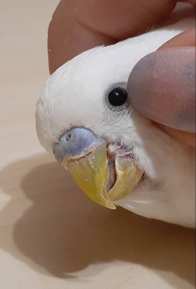 Болезни клюва волнистого попугая