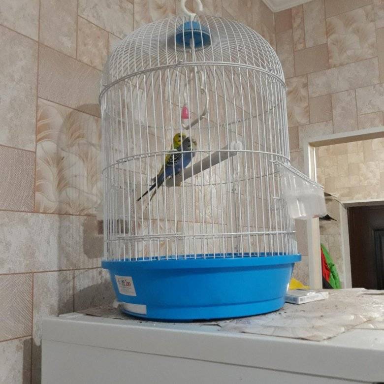 Ищем идеальное место в доме или куда поставить клетку с волнистым попугаем
