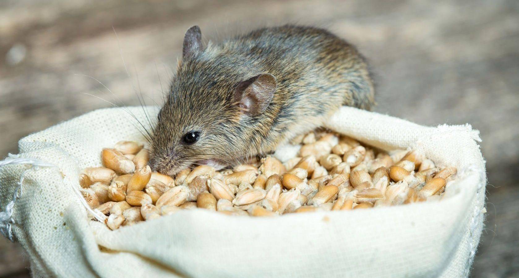 Домашняя экзотика: правила ухода за японской мышью