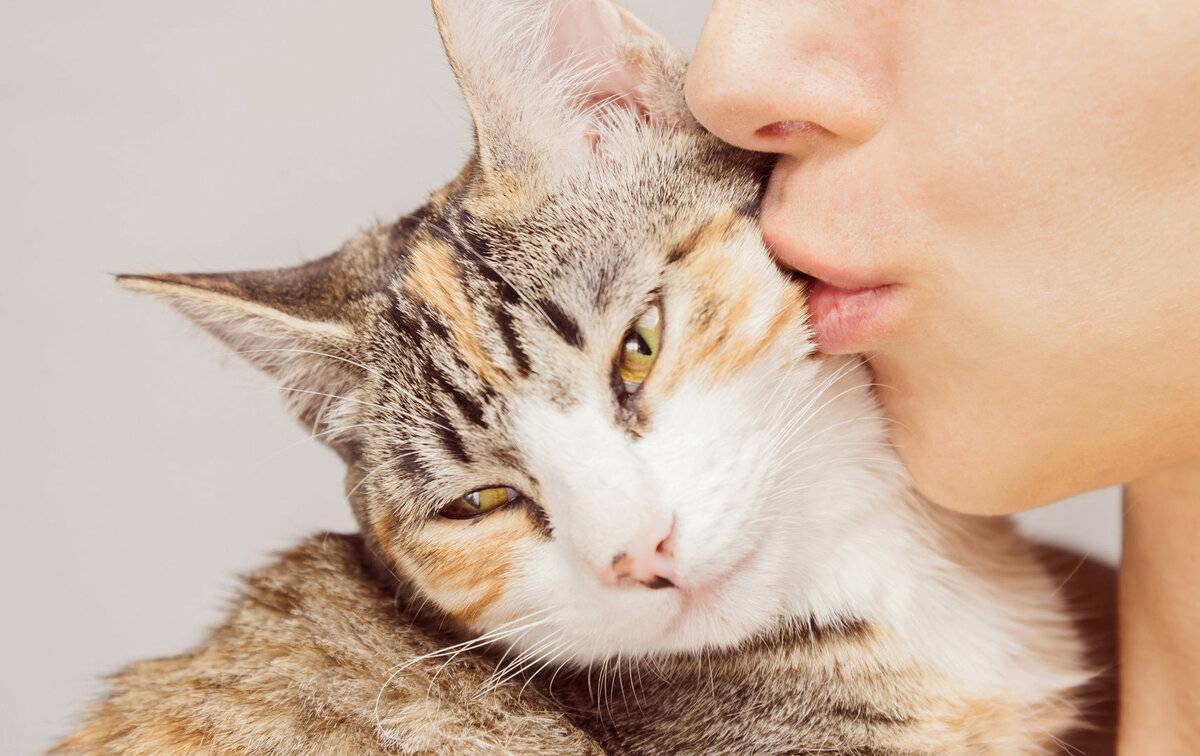 Как понять, что кошка любит тебя — признаки проявления кошачьей любви