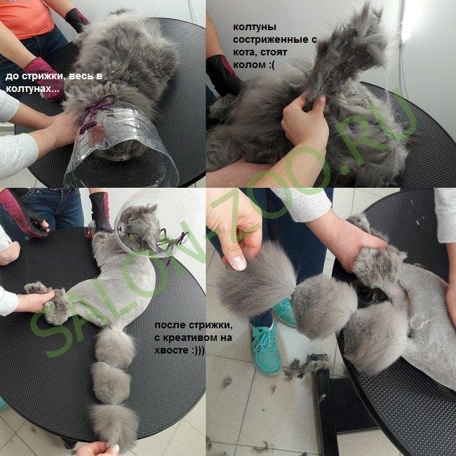 Как избавиться от колтунов у кошек: решаем проблемы с шерсткой