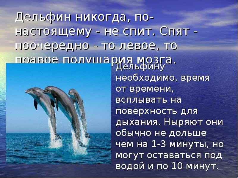 Российские ученые подобрались к разгадке языка и разума дельфинов