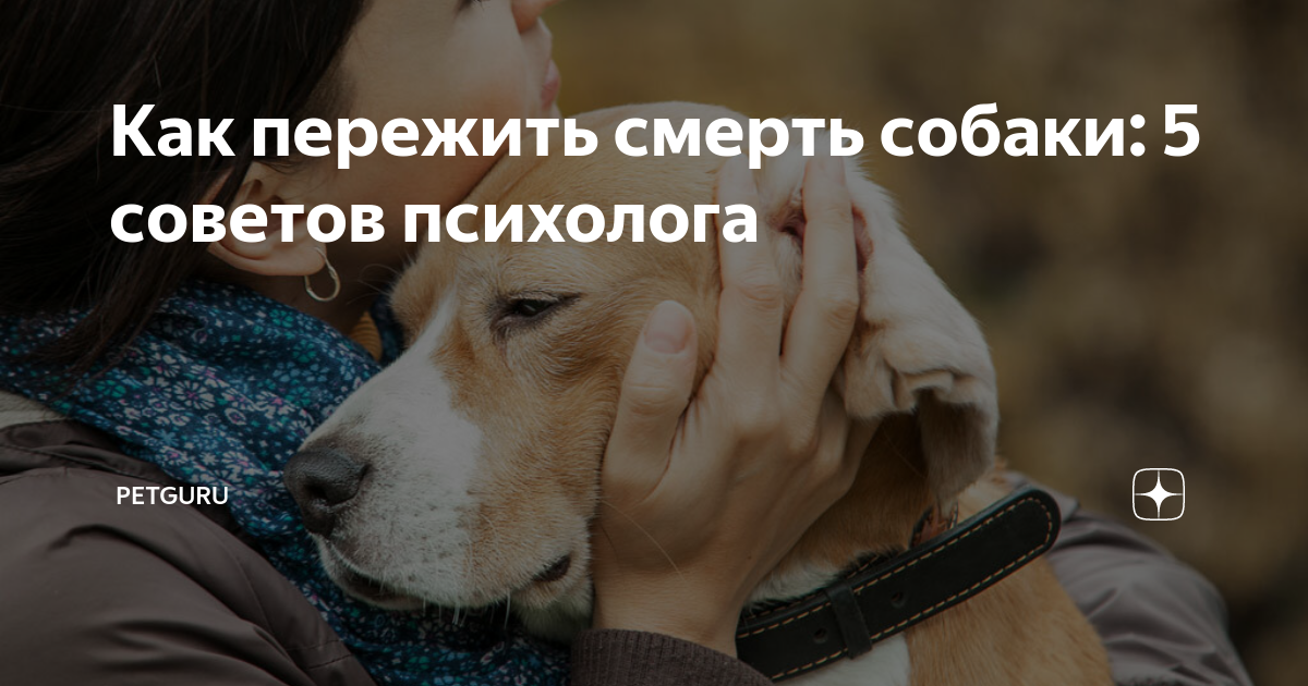 Как пережить смерть собаки: советы психологов | блог ветклиники "беланта"