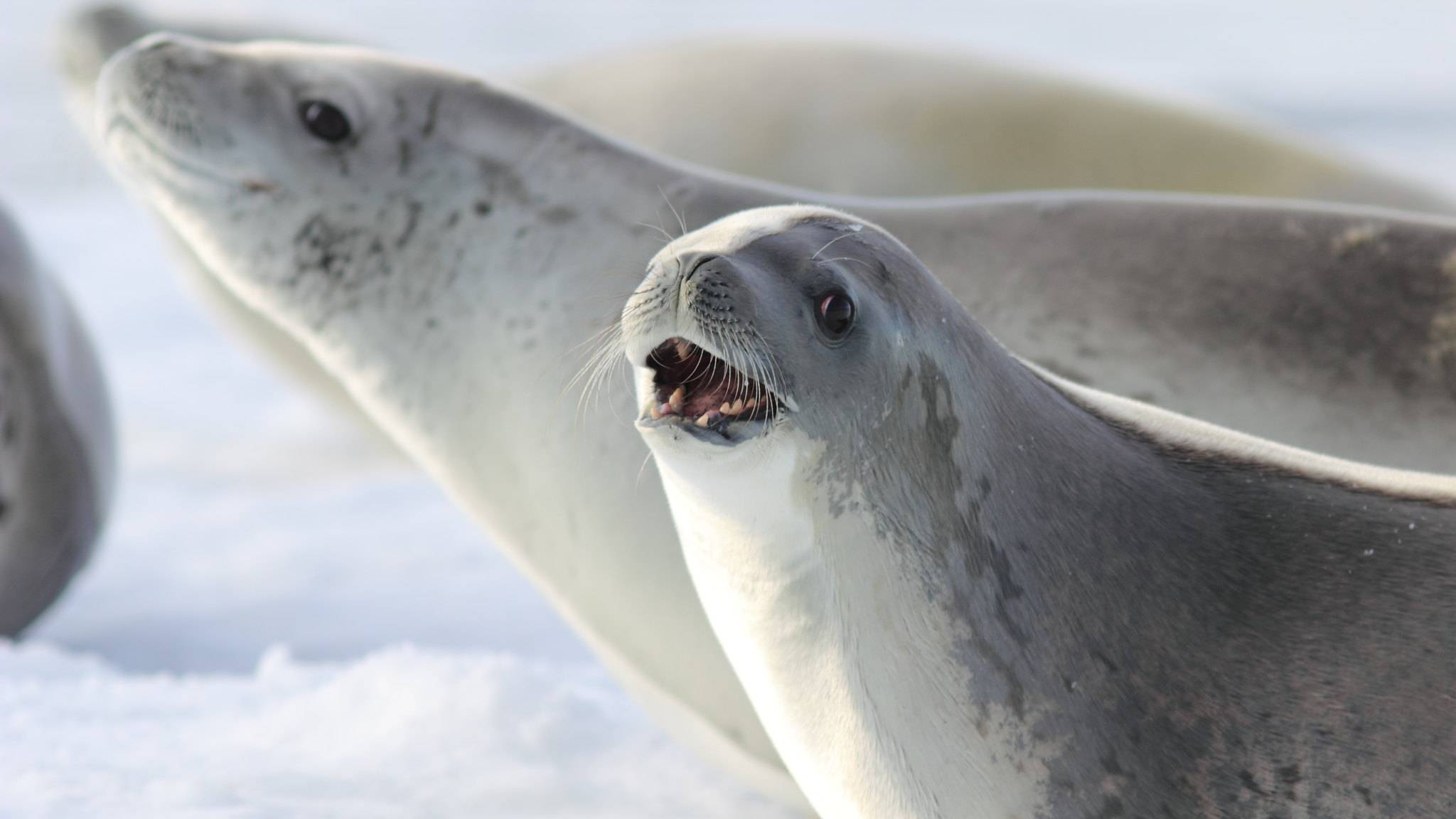 Животный мир антарктики – список, виды, характеристика и фото фауны континента