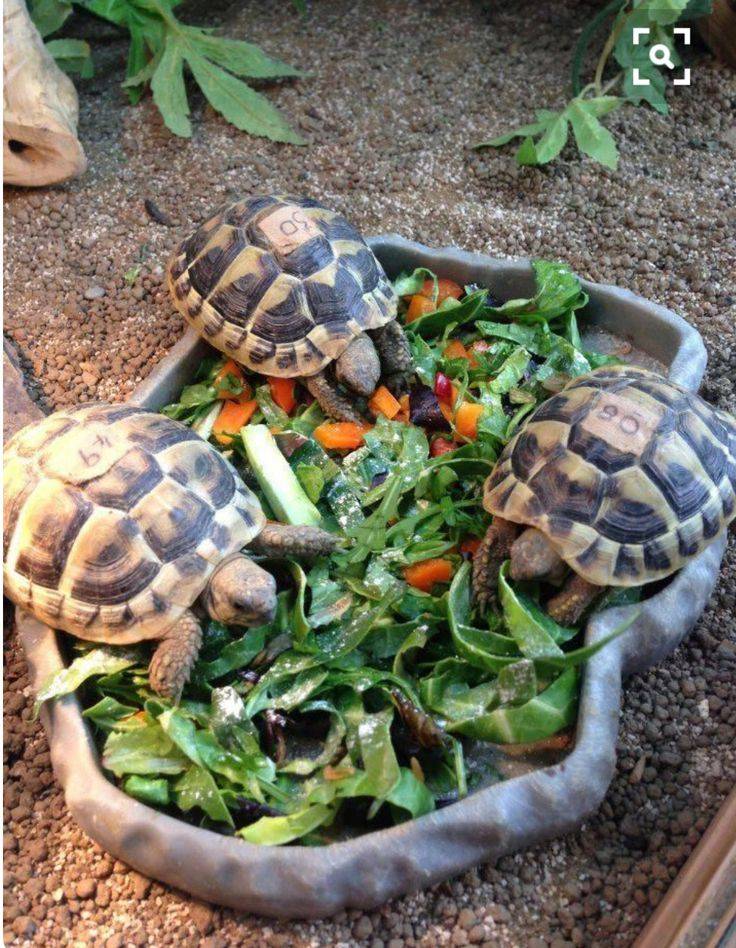 Уход и содержание красноухой черепахи в домашних условиях