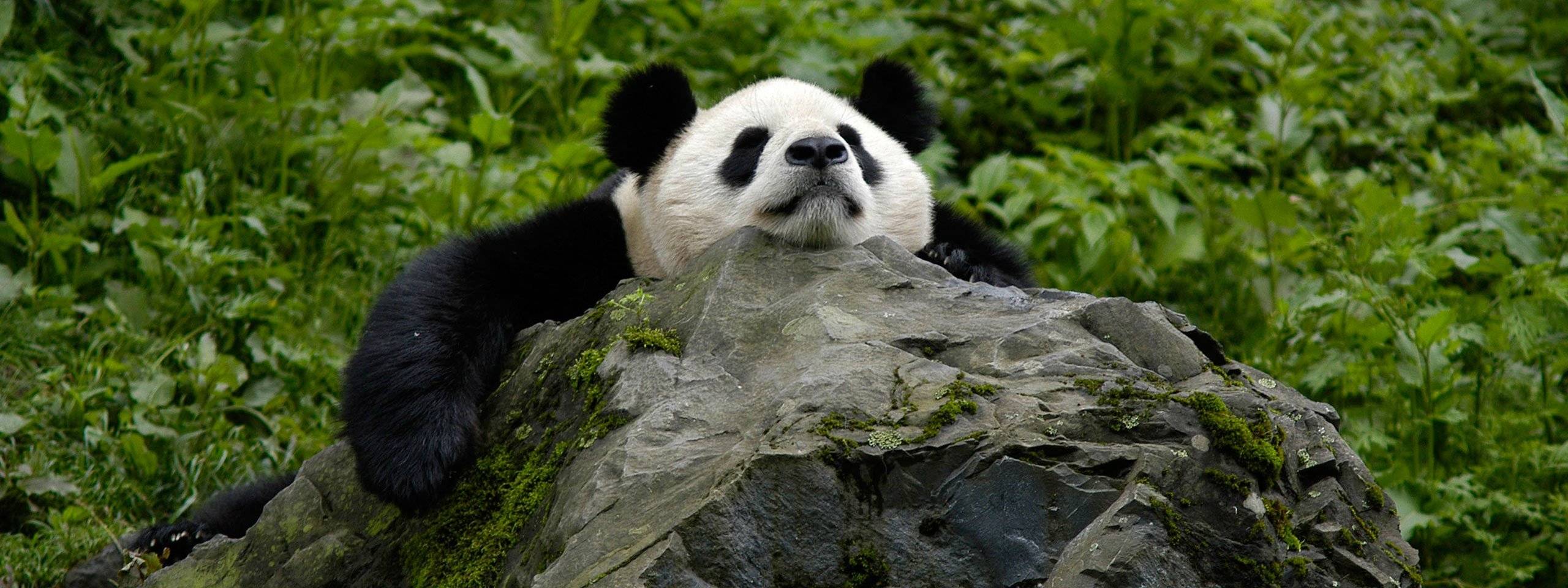 Большая панда, или бамбуковый медведь, или гигантская панда