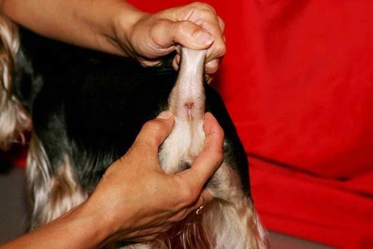Почему собака пахнет (сильно псиной, рыбой, мышами, почему пахнет изо рта, ушей, запах есть на лапах, в моче) - блог о животных - zoo-pet.ru