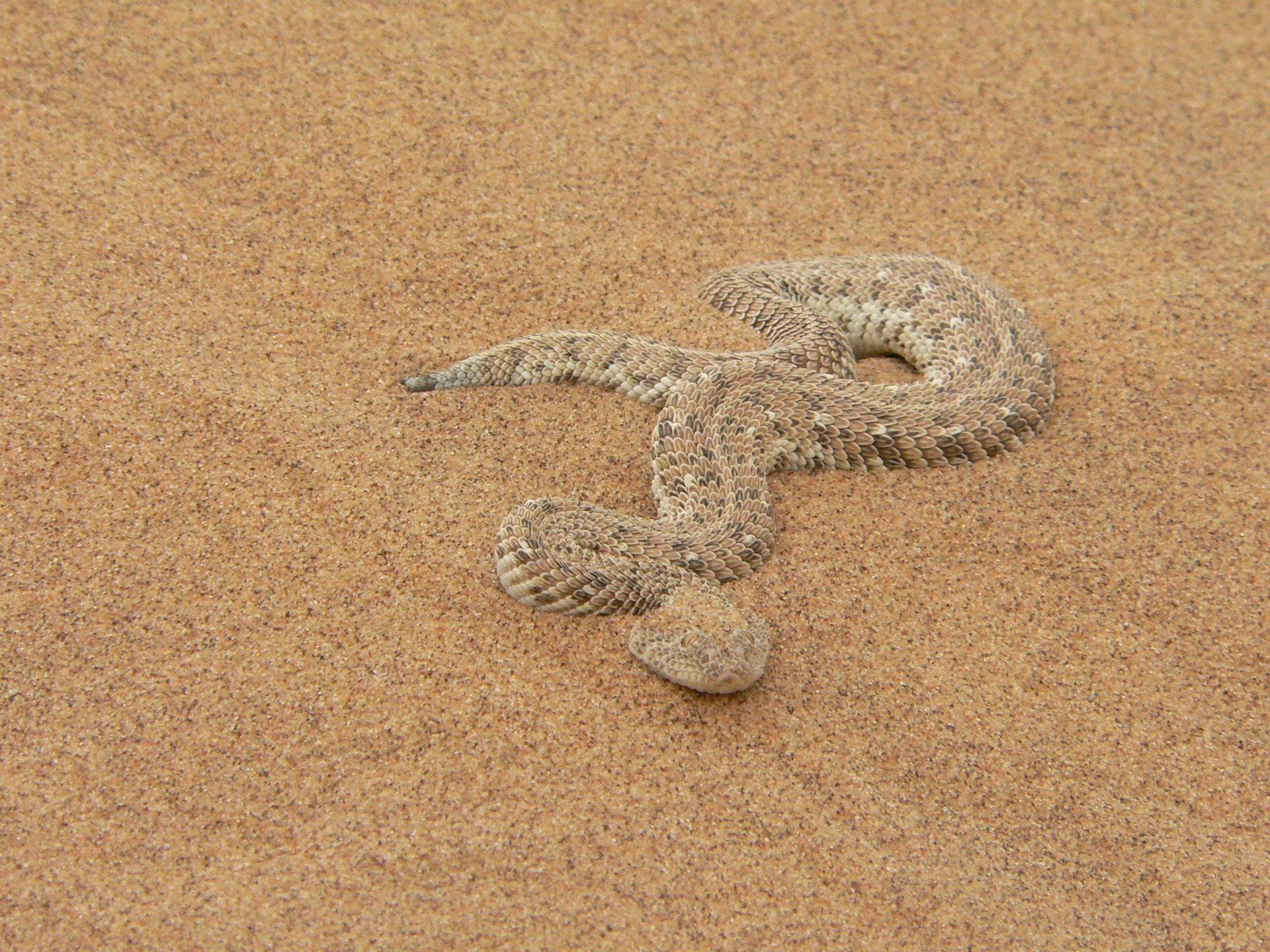Самая маленькая змея мира, самые миниатюрные змеи на планете