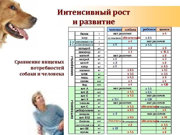 Описание породы собак шарпей, рекомендации по содержанию и уходу, советы по воспитанию и дрессировке щенков