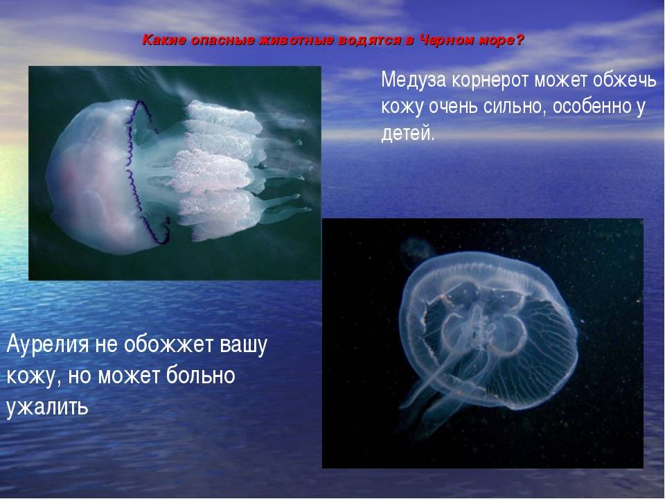 Опасны ли медузы черного моря? :: syl.ru
