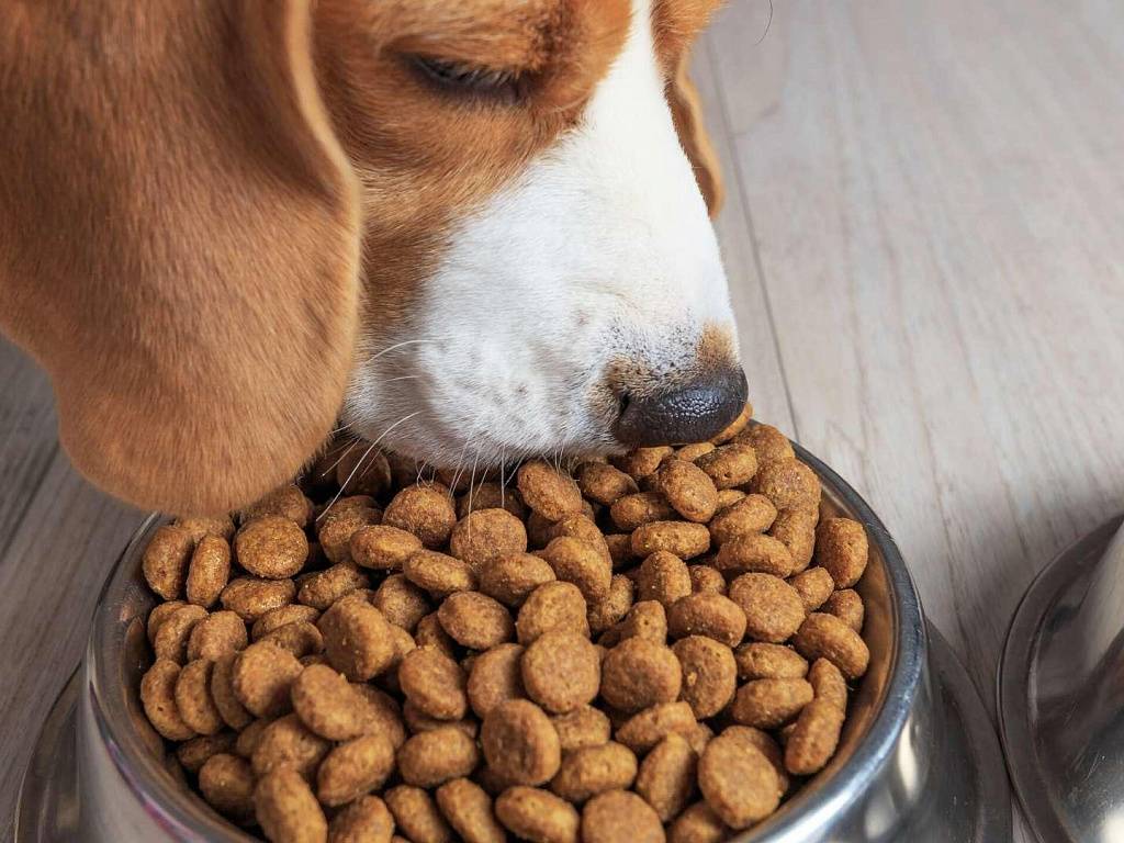 Собака перестала есть сухой корм: причины и что делать владельцу | ваши питомцы