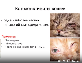 Хламидиоз у кошек: симптомы, лечение, опасность для человека