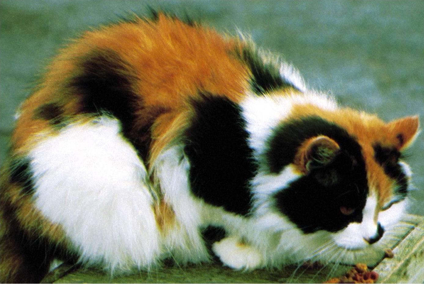 Известно что трехшерстные кошки всегда самки. Порода Калико. Британская кошка трехцветная. Британская кошка трехцветная черепаховая. Черепаховая кошка Калико.