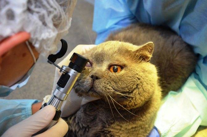 Эффективные методы лечения воспалений глаза у котов самостоятельно дома