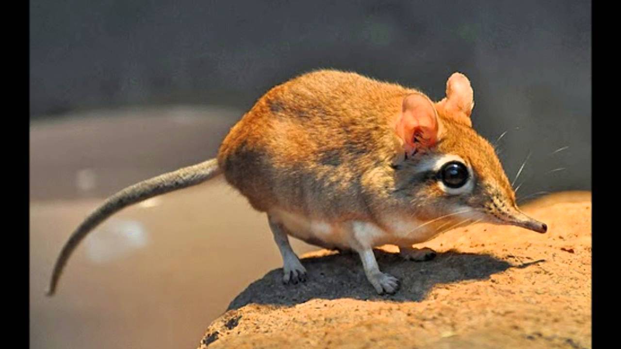Короткоухий прыгунчик — крошечное млекопитающее