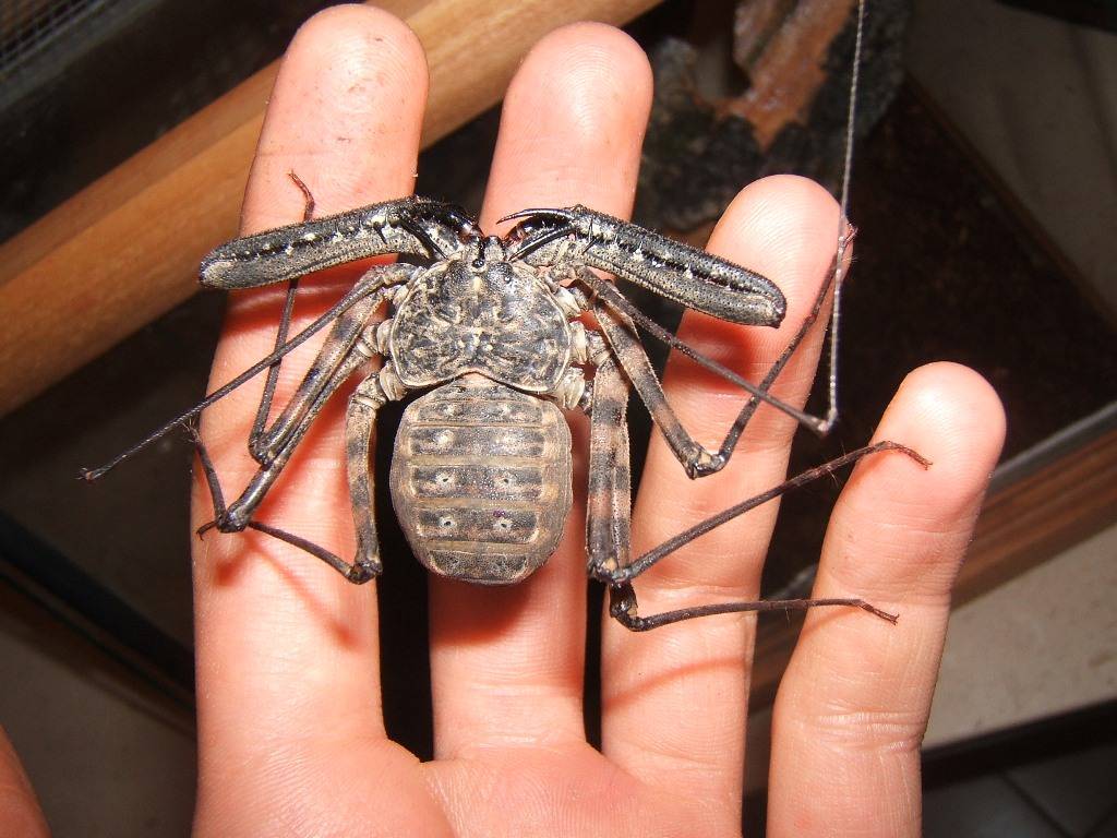 Класс паукообразные членистоногие: биология, строение, признаки, характеристика отрядов