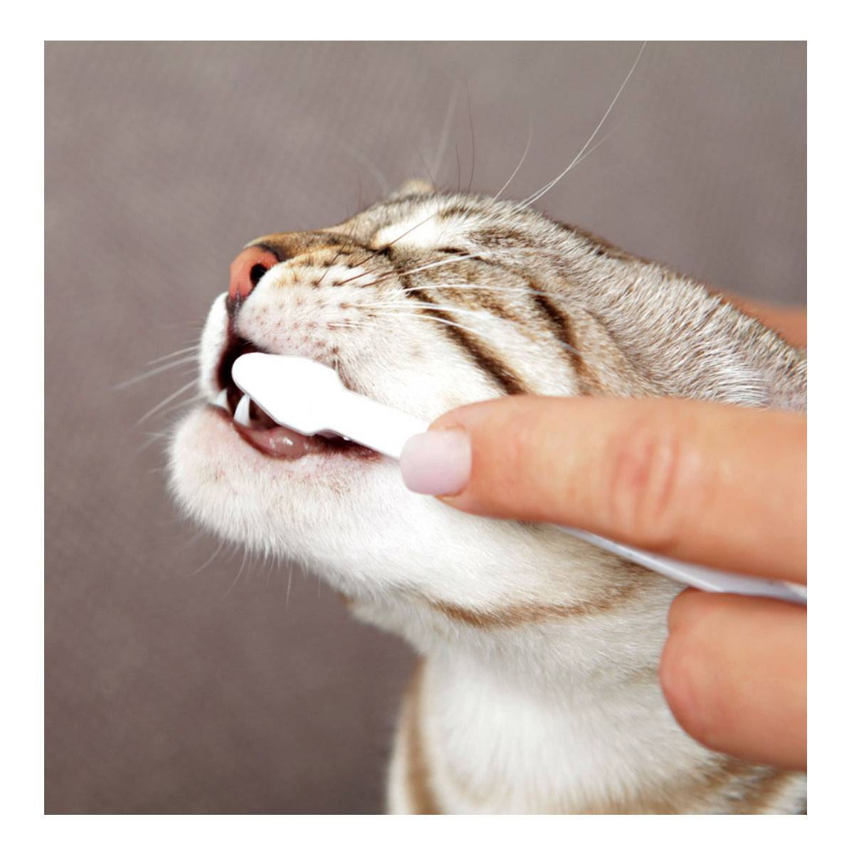 Как ухаживать за зубами кошки: инструкция от фелинолога