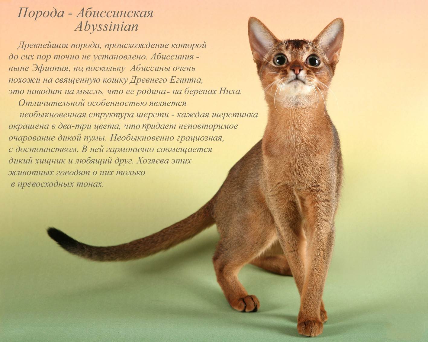 Абиссинская кошка: фото, описание, характер, цена кошки, отзывы ✔