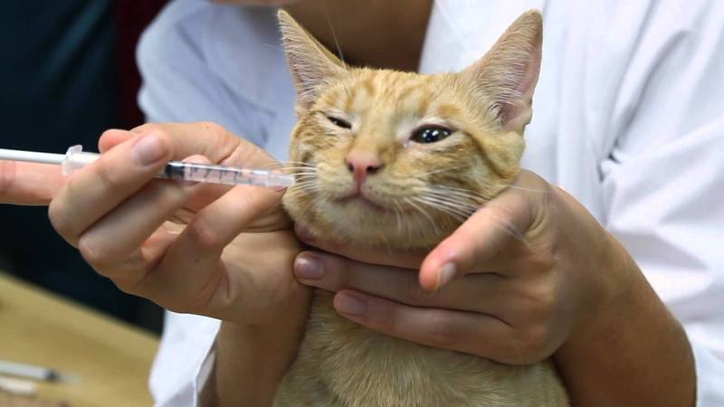 Почему у кота появляется насморк, чем он опасен и как его лечить в домашних условиях