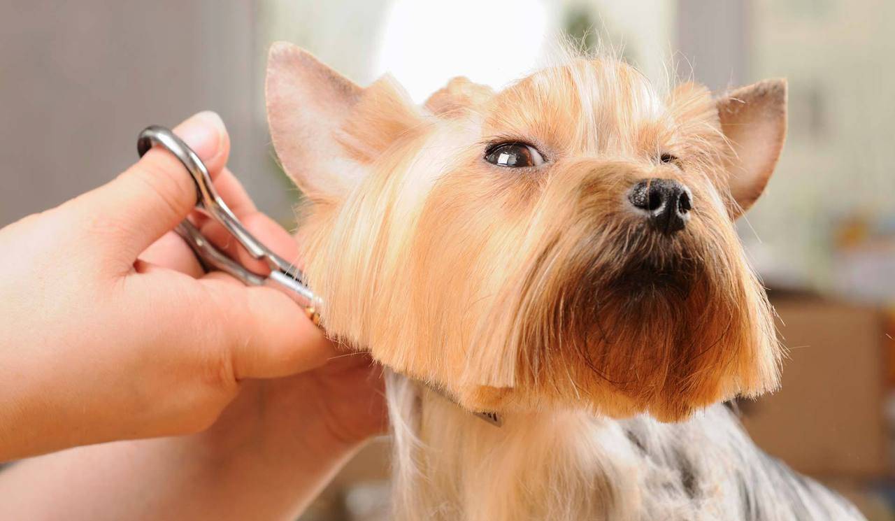 Как подстричь собаку в домашних условиях - машинкой и ножницами, если она агрессивная