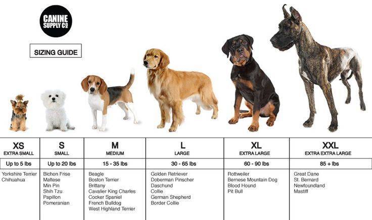 Как выбрать собаку: характеристики и параметры, по которым можно правильно подобрать породу для себя, семьи с ребенком, частного дома, квартиры, охоты или охраны