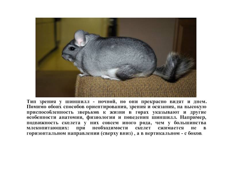 Шиншиллы - сколько живут, как разводить, чем кормить, как содержать и ухаживать