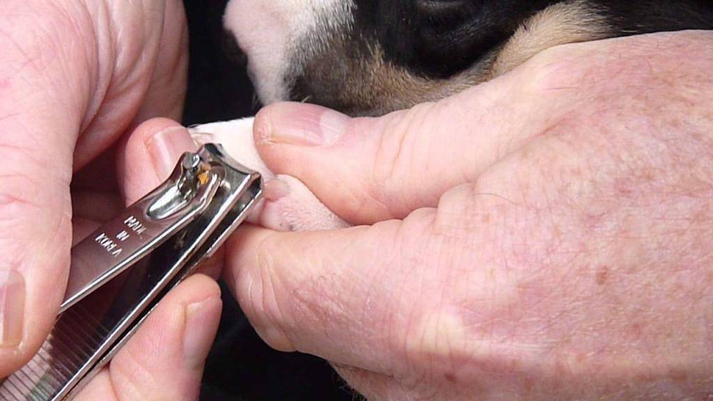 Как подстричь когти собаке правильно и без боли?