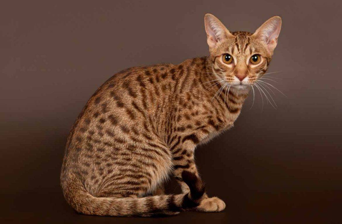 Оцикет кошка фото и описание породы ocicat
