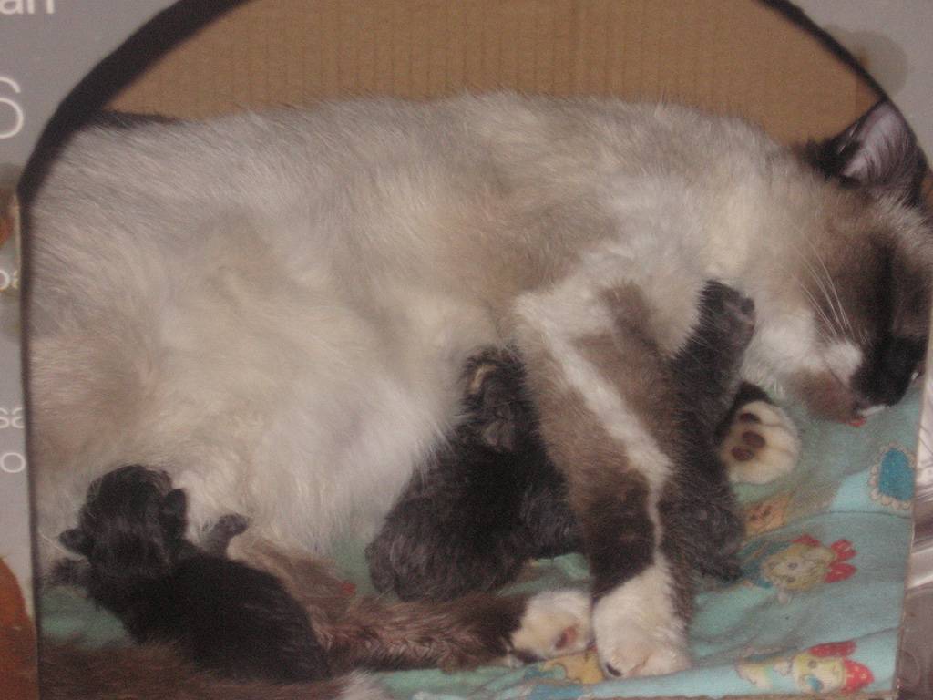 Поведение кошки после родов, чего ждать от «молодой матери» | ваши питомцы