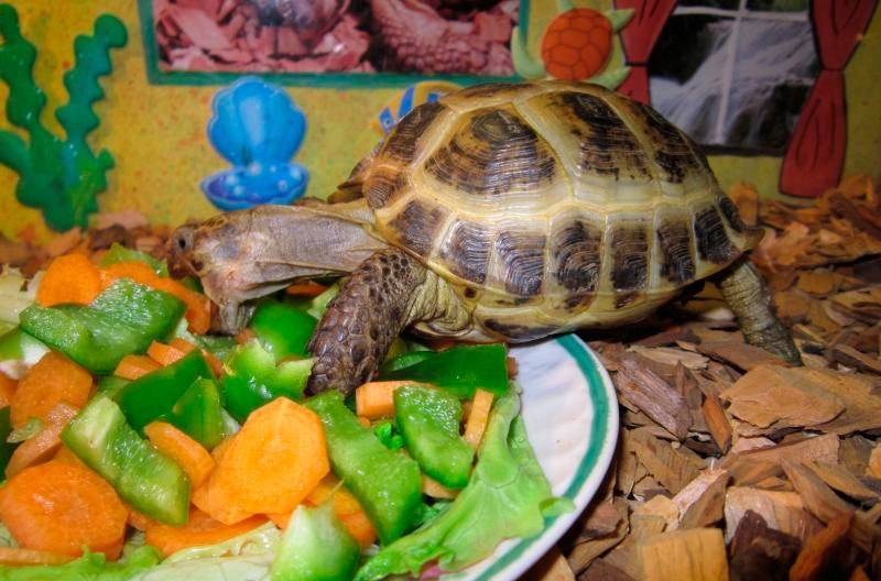 7 основных компонентов для кормления красноухой черепахи