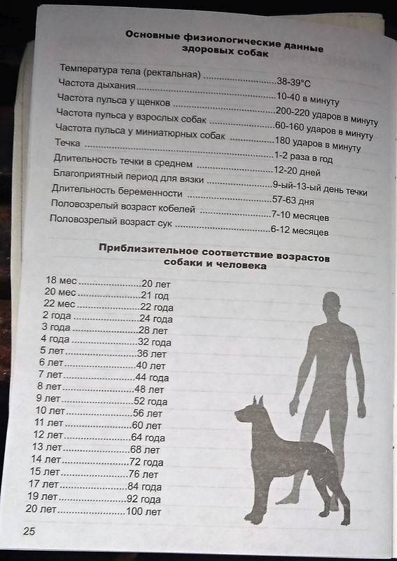 Какая нормальная температура у собак, как измерить, причины повышенной или пониженной температуры - zoosecrets