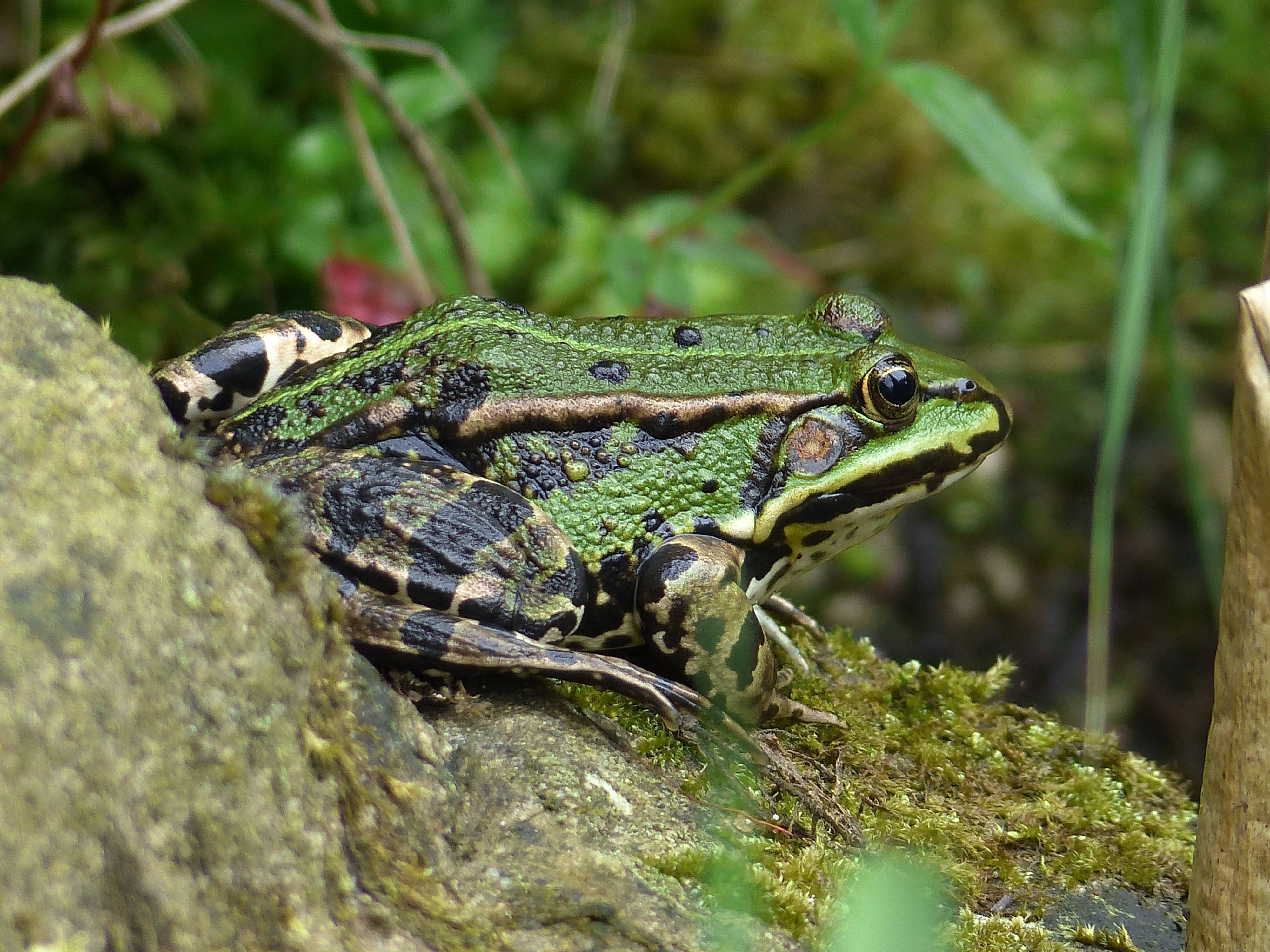 Зеленая жаба: описание, места обитания, образ жизни амфибии