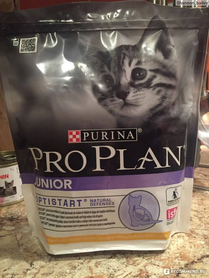Про план корм для кошек (pro plan): полезные свойства, разнобразие видов