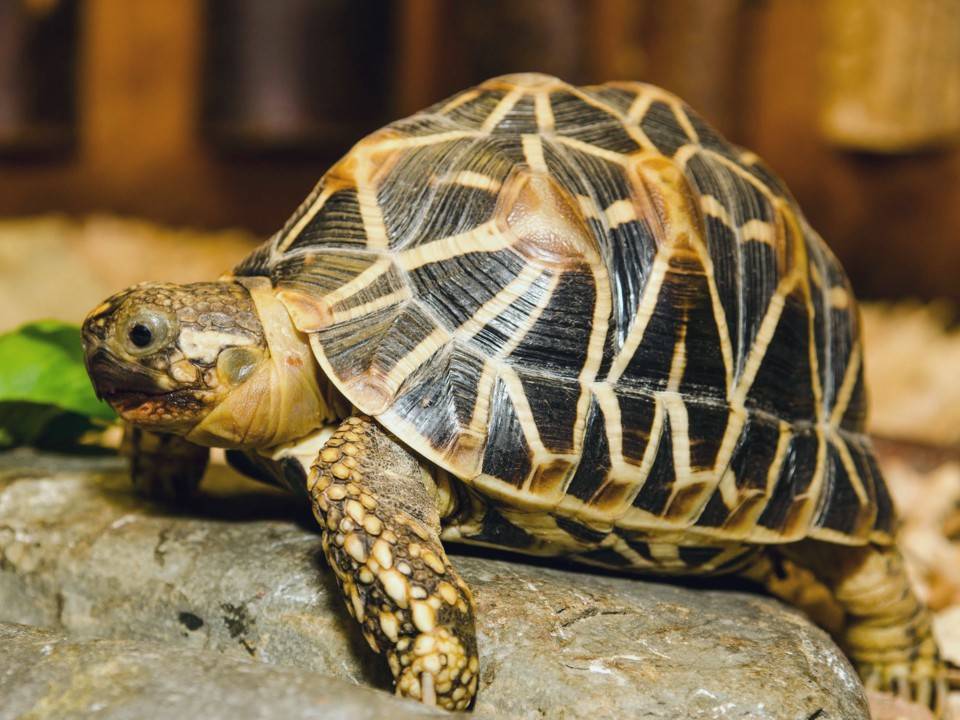 Звездная черепаха. индийская звездчатая черепаха (geochelone elegans). трудности при уходе за индийской звездчатой черепахой