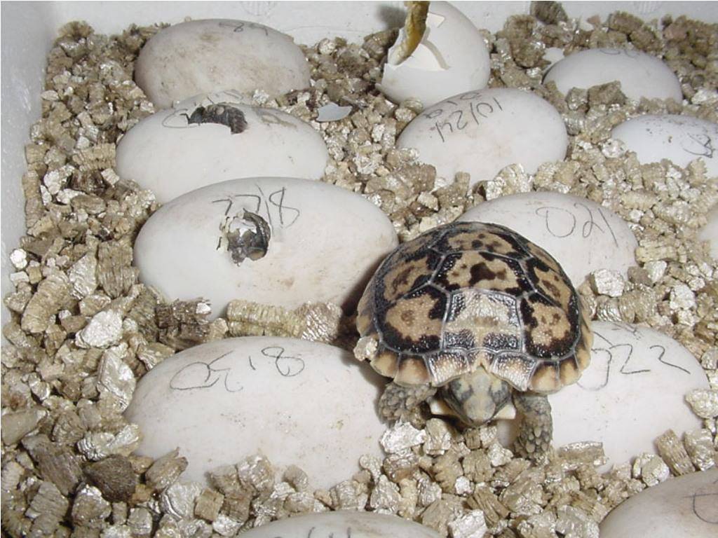 7. размножение черепах. красноухие черепахи