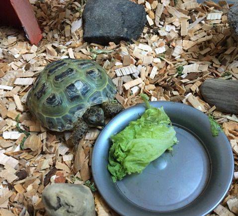 Что ест домашняя водная и сухопутная черепаха?