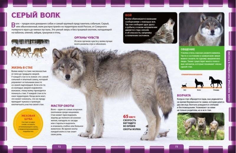 Чем отличается волк от собаки? 10 основных отличий