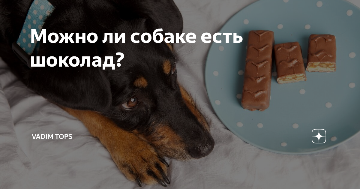 Можно ли собакам шоколад: подробный ответ и первая помощь | ваши питомцы