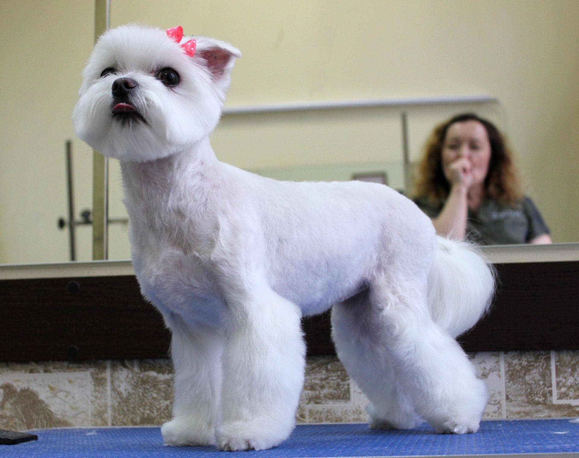 Модели стрижек собак породы мальтезе: как подстричь мальтийскую болонку самому