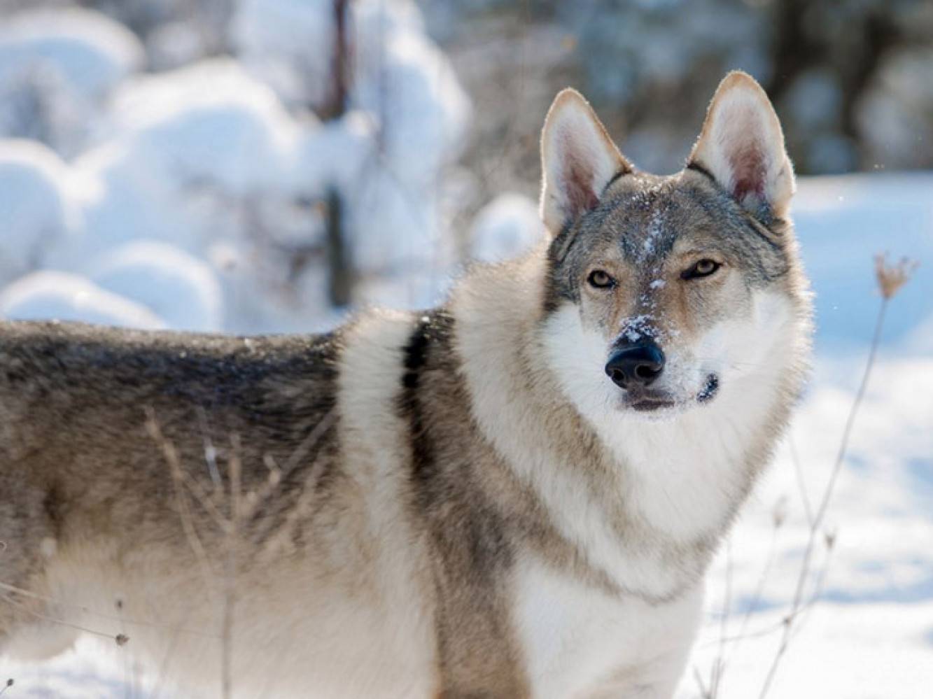 Чехословацкая волчья собака, или чешский влчак: фото и описание породы, содержание и уход