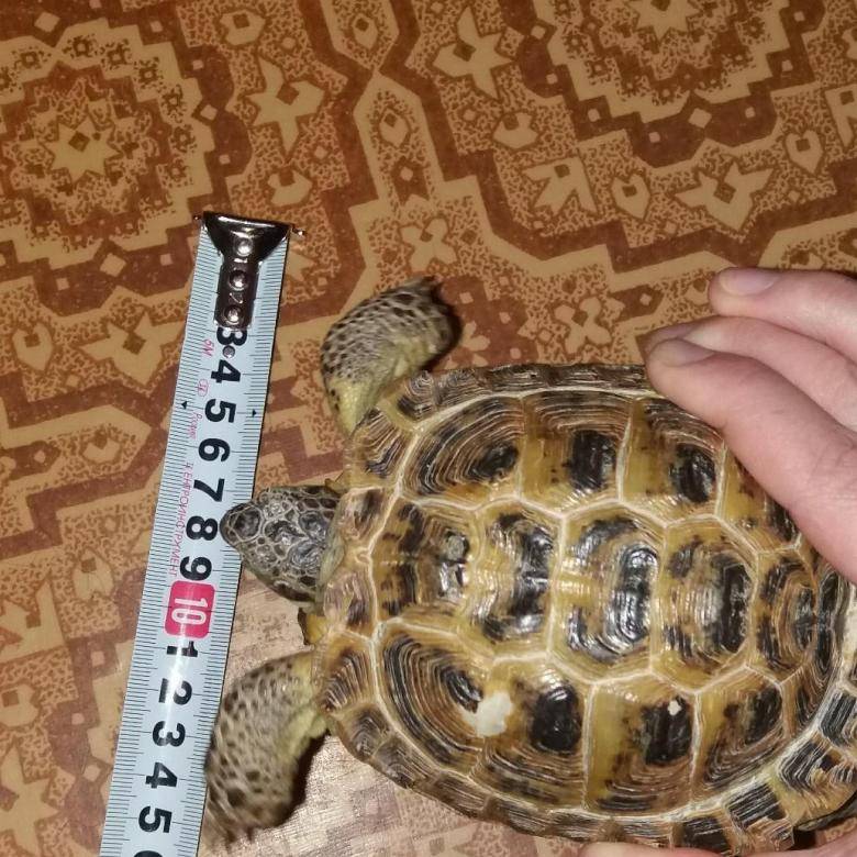 Как определить возраст сухопутной черепахи