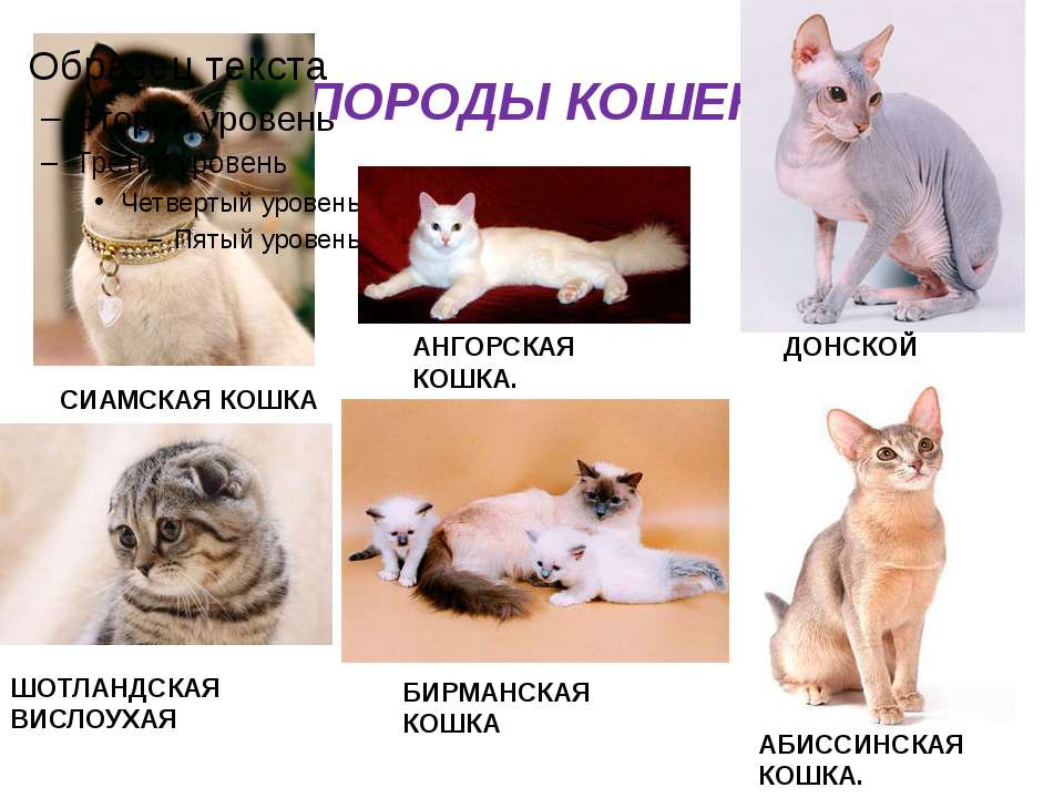Самые гипоаллергенные породы кошек