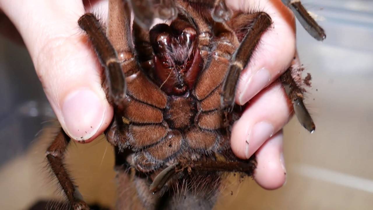 Паук тарантул: описание. чем опасен укус тарантула?