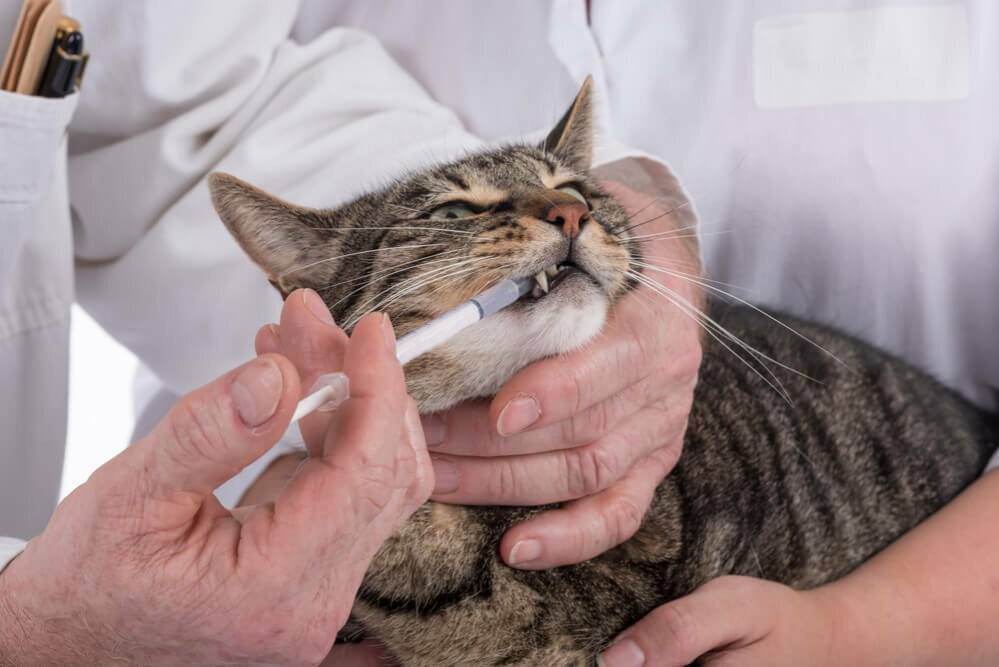 Чумка у кошек: симптомы и лечение, диагностика, профилактика, что можно сделать в домашних условиях