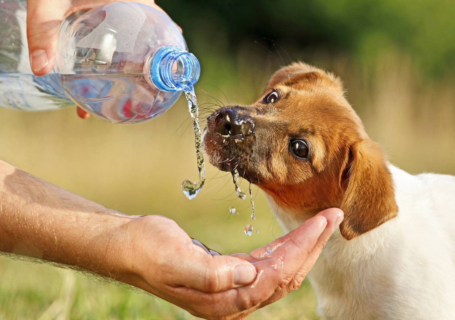 Как помочь собаке пережить жаркое лето: эффективные и работающие способы