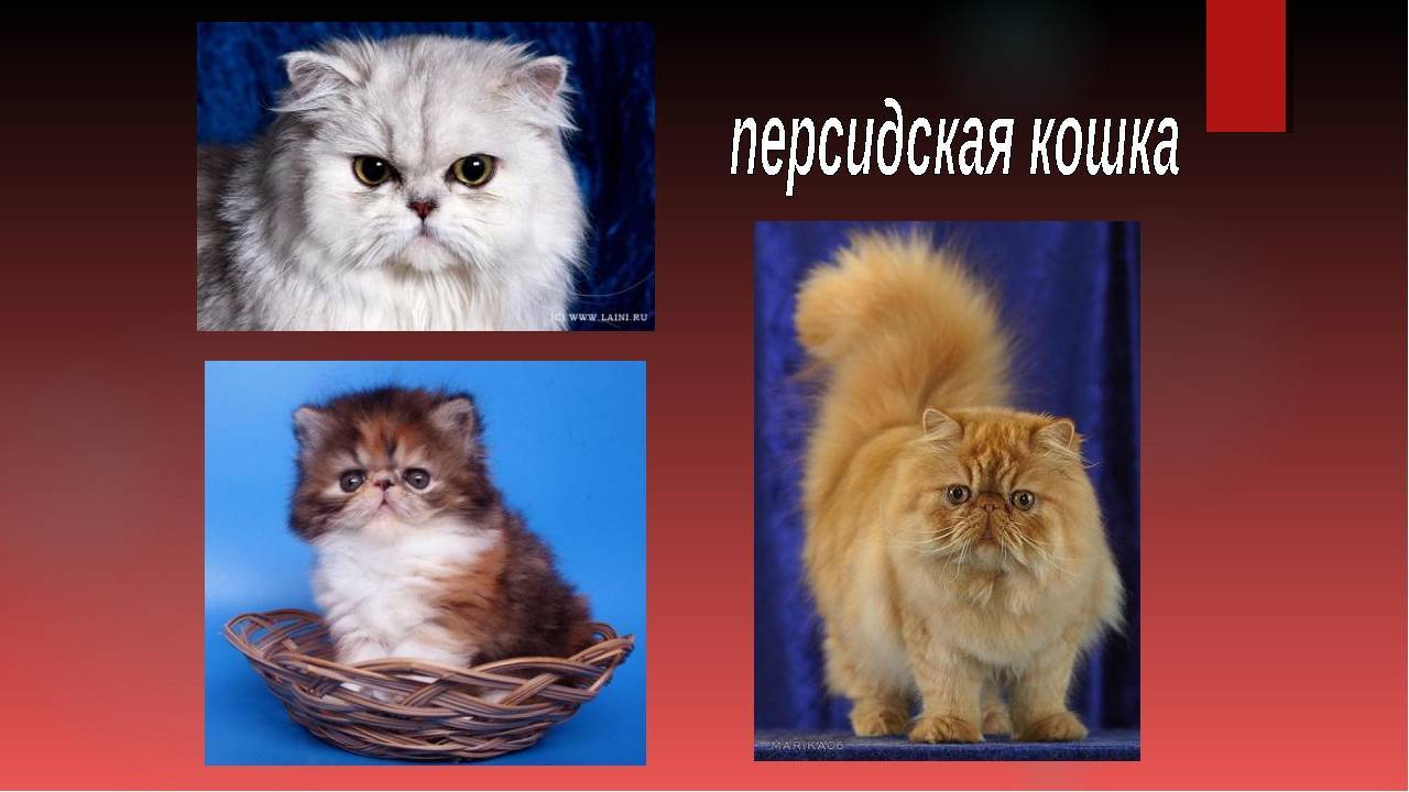 Сколько живут персидские кошки в домашних условиях? | mnogoli.ru