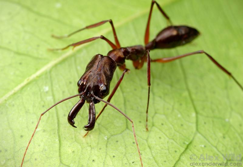 Род odontomachus — муравьи-капканчики