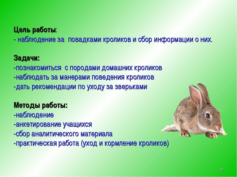 Сколько лет живут кролики в домашних условиях обычные и декоративные?